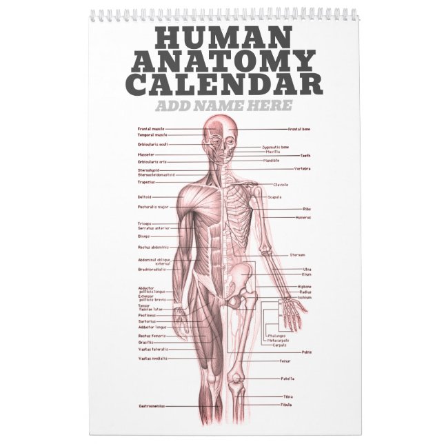 Anatomie des Menschen Medizinisches Diagramm Neuhe Kalender (Titelbild)