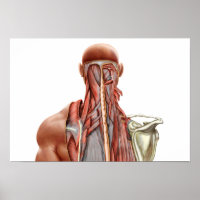 Anatomie des Menschen mit tiefen Muskeln im Nacken