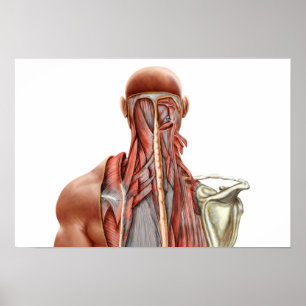 Anatomie des Menschen mit tiefen Muskeln im Nacken Poster