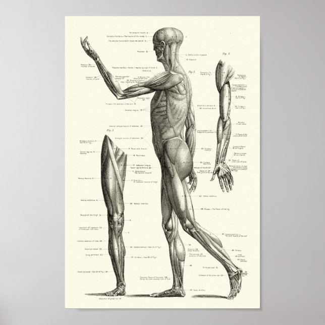 Anatomie des Menschen, Muskeln des menschlichen Kö Poster (Vorne)