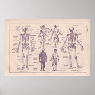 Anatomie des Menschen Poster