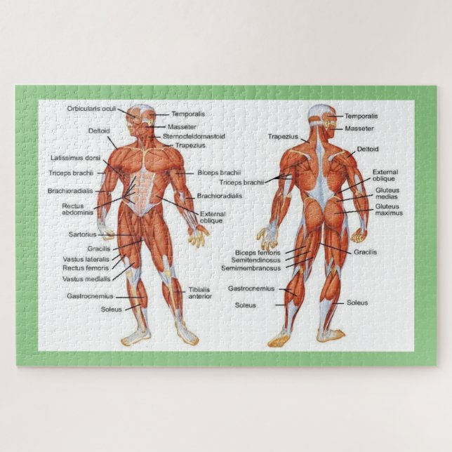 Anatomie des Menschen Puzzle (Horizontal)