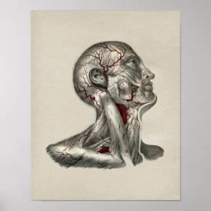 Anatomie des menschlichen Arterien Vintage-Druck Poster