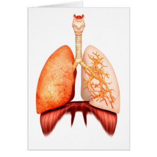 Anatomie des menschlichen Atemsystems, Frontansich