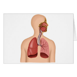 Anatomie des menschlichen Atmungssystems