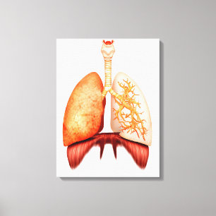 Anatomie des menschlichen Atmungssystems, Leinwanddruck