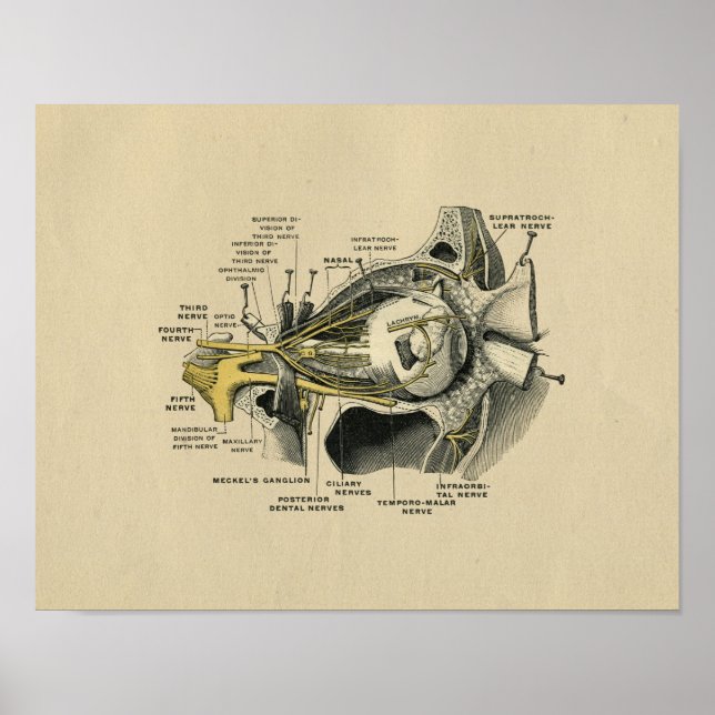 Anatomie des menschlichen Auges 1902 Vintag drucke (Vorne)