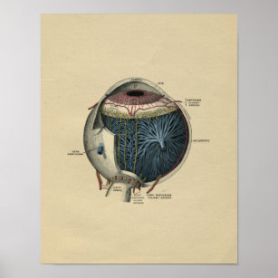 Anatomie des menschlichen Auges 1902 Vintag Poster