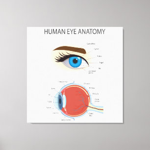 Anatomie des menschlichen Auges Leinwanddruck