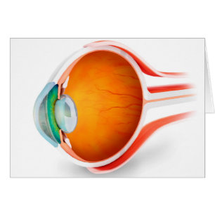 Anatomie des menschlichen Auges, Perspektive