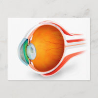 Anatomie des menschlichen Auges, Perspektive