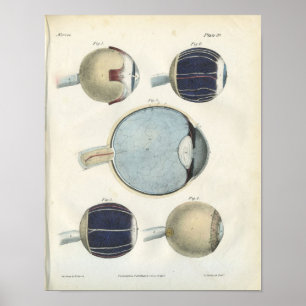 Anatomie des menschlichen Auges Poster