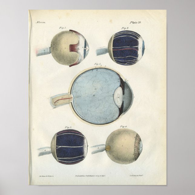 Anatomie des menschlichen Auges Poster (Vorne)