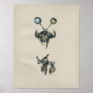 Anatomie des menschlichen Auges Vintag Poster