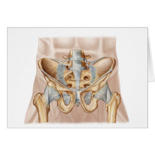 Anatomie des menschlichen Beckenknochens und der L