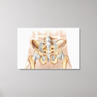 Anatomie des menschlichen Beckenknochens und der L