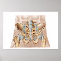 Anatomie des menschlichen Beckenknochens und der L