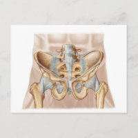Anatomie des menschlichen Beckenknochens und der L