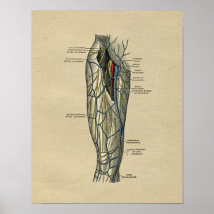 Anatomie des menschlichen Beins 1902 Vintage-Druck Poster