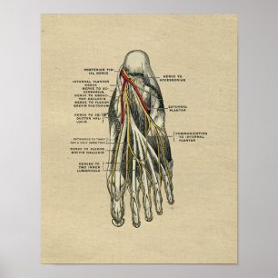Anatomie des menschlichen Fußes 1902 Vintage-Druck Poster