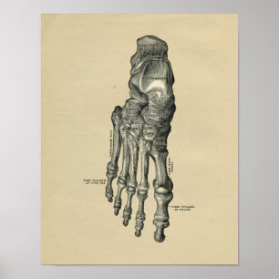 Anatomie des menschlichen Fußes 1902 Vintage-Druck Poster