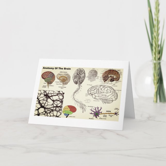 Anatomie des menschlichen Gehirns Karte (Vorderseite)