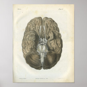 Anatomie des menschlichen Gehirns Poster