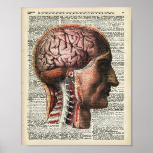 Anatomie des menschlichen Gehirns Poster