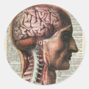 Anatomie des menschlichen Gehirns Runder Aufkleber