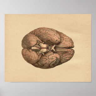 Anatomie des menschlichen Gehirns Vintage-Druck Poster