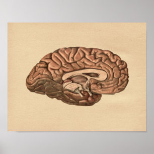 Anatomie des menschlichen Gehirns Vintage-Druck Poster