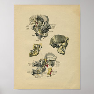 Anatomie des menschlichen Gesichts TMG 1902 Vintag Poster