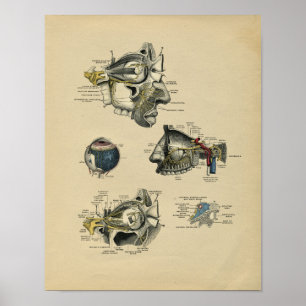 Anatomie des menschlichen Gesichts und Auges 1902 Poster