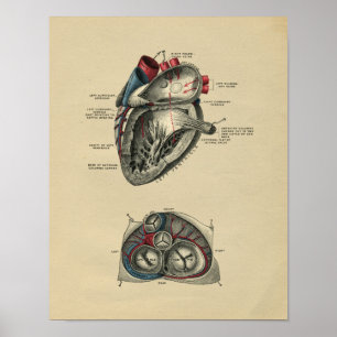 Anatomie des menschlichen Herzens 1902 Vintage-Dru Poster
