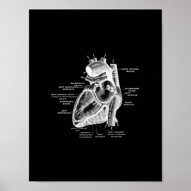 Anatomie des menschlichen Herzens in Schwarz und W Poster (Vorne)