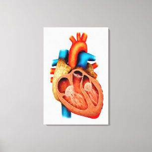 Anatomie des menschlichen Herzens, Querschnitt Leinwanddruck