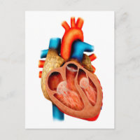Anatomie des menschlichen Herzens, Querschnitt