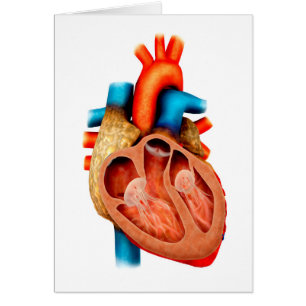 Anatomie des menschlichen Herzens, Querschnitts