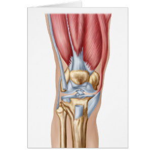 Anatomie des menschlichen Kniegelenks