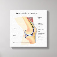 Anatomie des menschlichen Kniegelenks