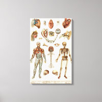 Anatomie des menschlichen Körpers