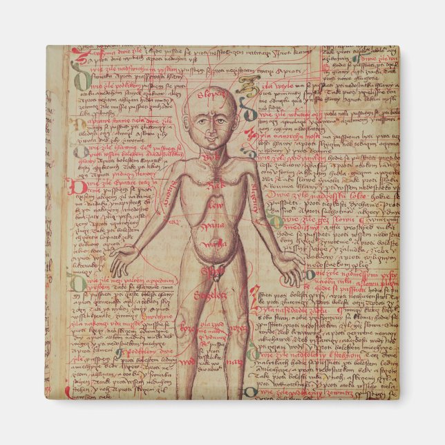 Anatomie des menschlichen Körpers Magnet (Vorne)