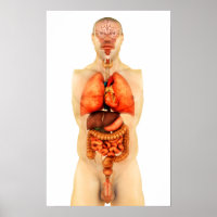 Anatomie des menschlichen Körpers mit Ganzorganen