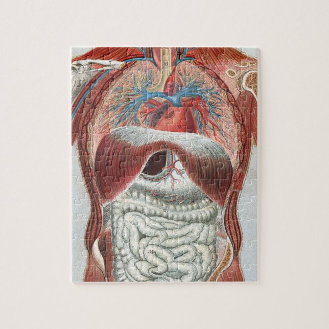 Anatomie des menschlichen Körpers Puzzle (Vertikal)