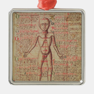 Anatomie des menschlichen Körpers Silbernes Ornament