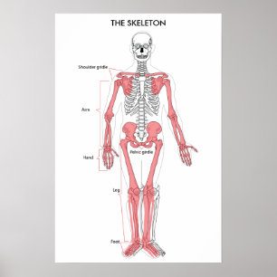 Anatomie des menschlichen Körpers Skelett Anatomis Poster