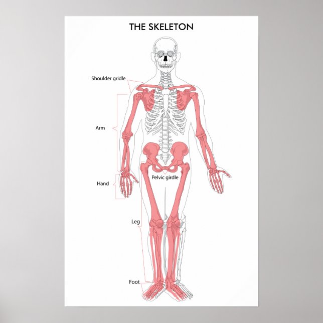 Anatomie des menschlichen Körpers Skelett Anatomis Poster (Vorne)