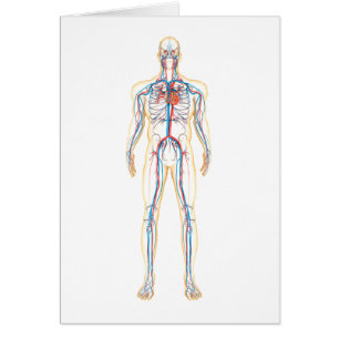 Anatomie des menschlichen Körpers und des Kreislau