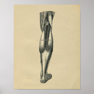 Anatomie des menschlichen Leg 1902 Vintag Poster