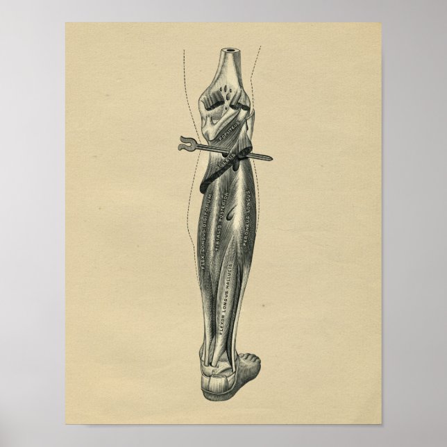 Anatomie des menschlichen Leg 1902 Vintag Poster (Vorne)